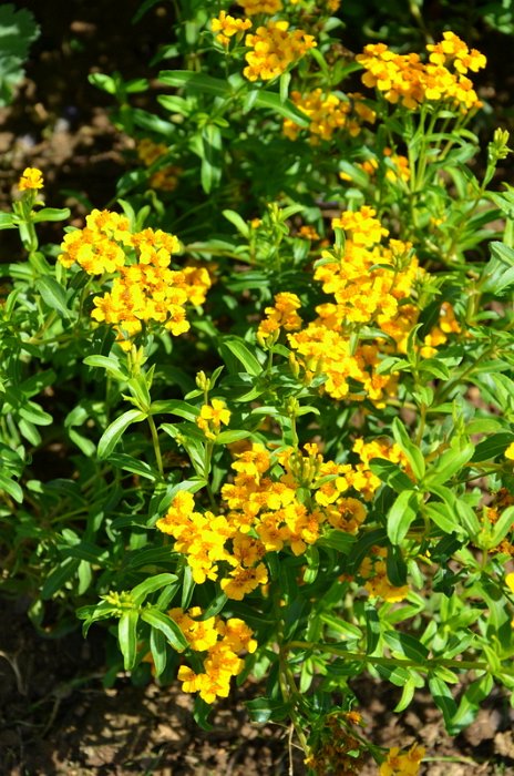 Tagetes lucida (3)
